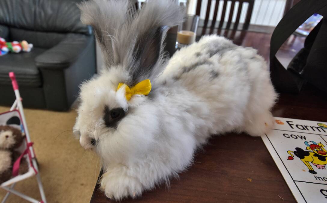 Bunny fears: A new virus is threatening rabbits in Australia, with fears it has began to spread closer to home where much loved pets, like Lola, will be at risk. Photo: Matt Attard