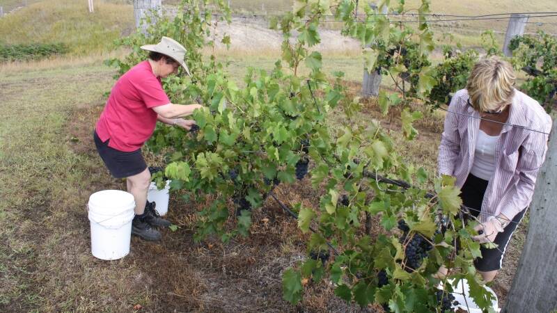 Jan Whatmore and Jenny Beaton helping out at Tugwood Wines.