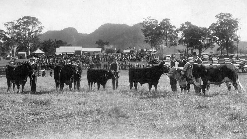 Exhibitors parading beef cattle at the 1927 Gloucester Show.