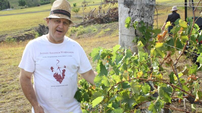 Robert Fedrigo picks grapes during the recent harvest at Tugwood Wines.