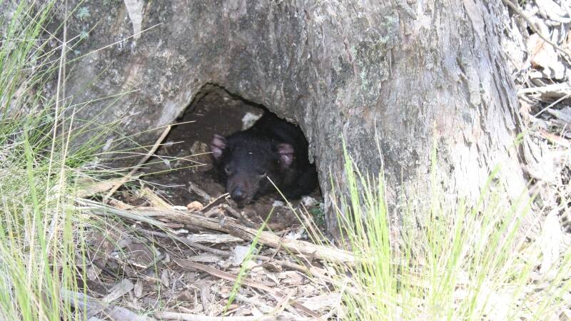 Devil Ark in the Barrington Tops held its first guided tour last Saturday.