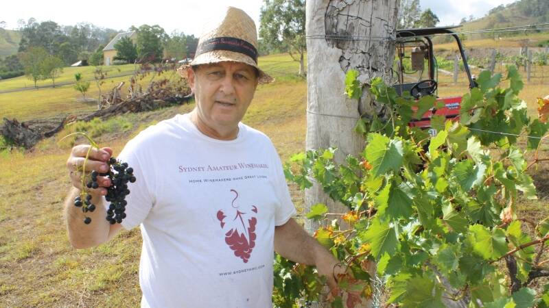 Robert Fedrigo picks grapes during the recent harvest at Tugwood Wines.