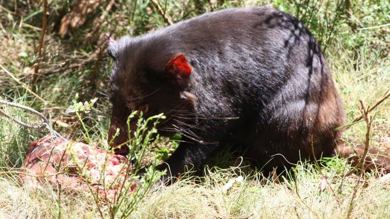 Devil Ark in the Barrington Tops held its first guided tour last Saturday.