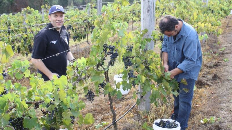 George Sinnis and Dario Sommero picking grapes at the Tugwood Wines vineyard.