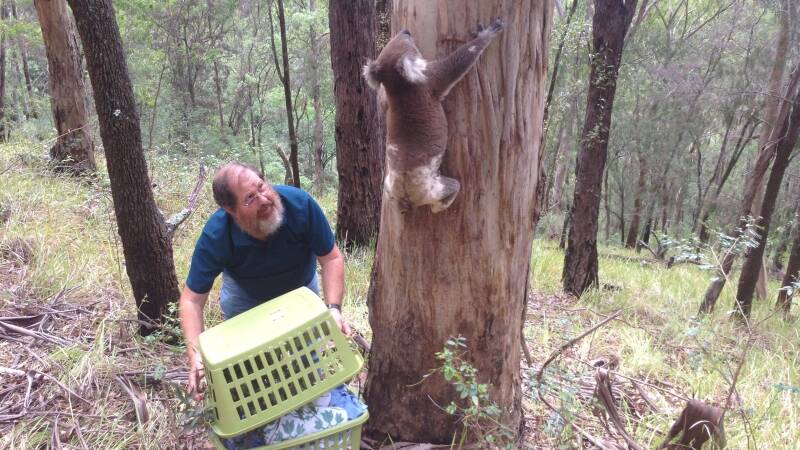 Terry Evans releases Tipper back into the Coneac State Conservation Area.