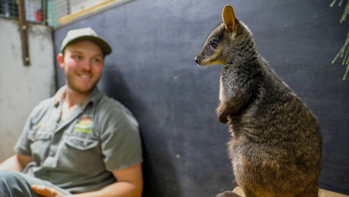 Aussie Ark ranger, Adam Mowbray will be looking after rock wallaby joey, Rocket as he transitions into Aussie Ark's wildlife sanctuary. Photo supplied.