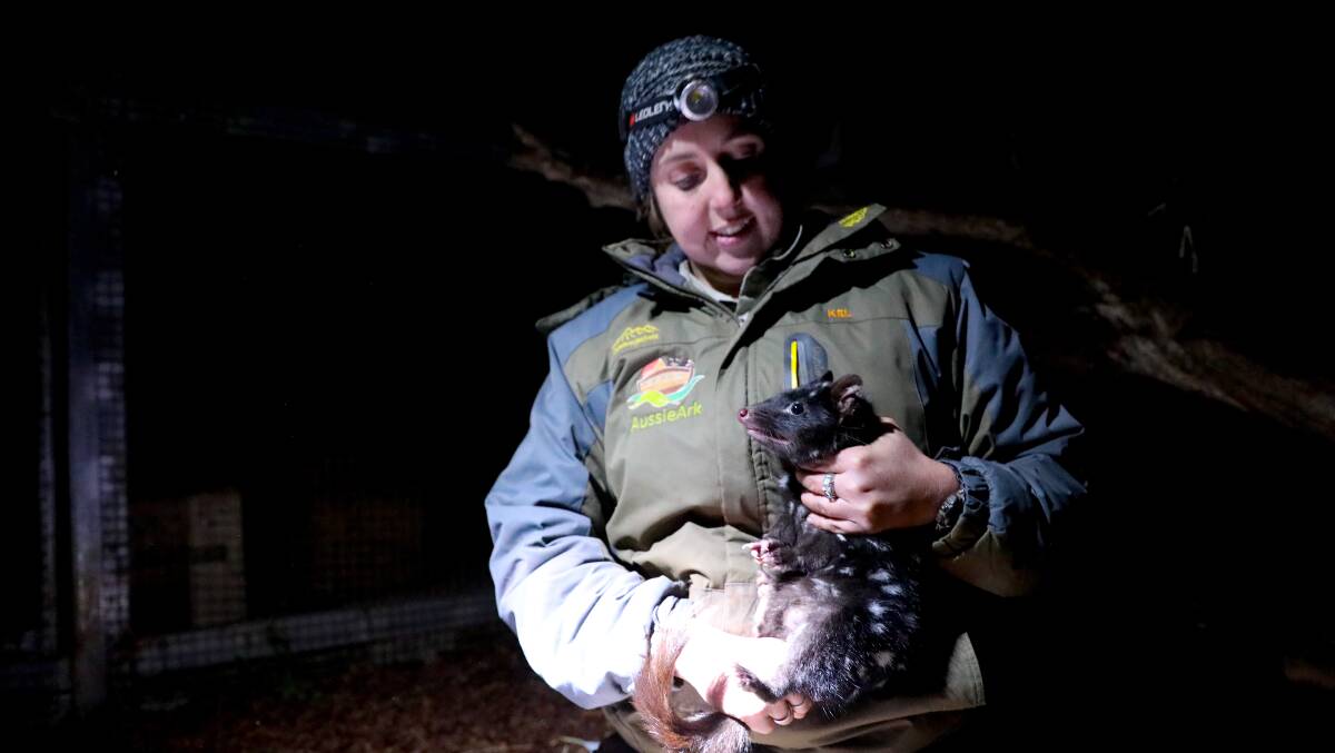 Curator Kelly Davis with one of the eastern quolls from Tasmania. Photo supplied.