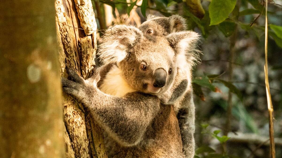 MidCoast Council is seeking community input on draft koala strategy. Picture by Peter Goonan. 