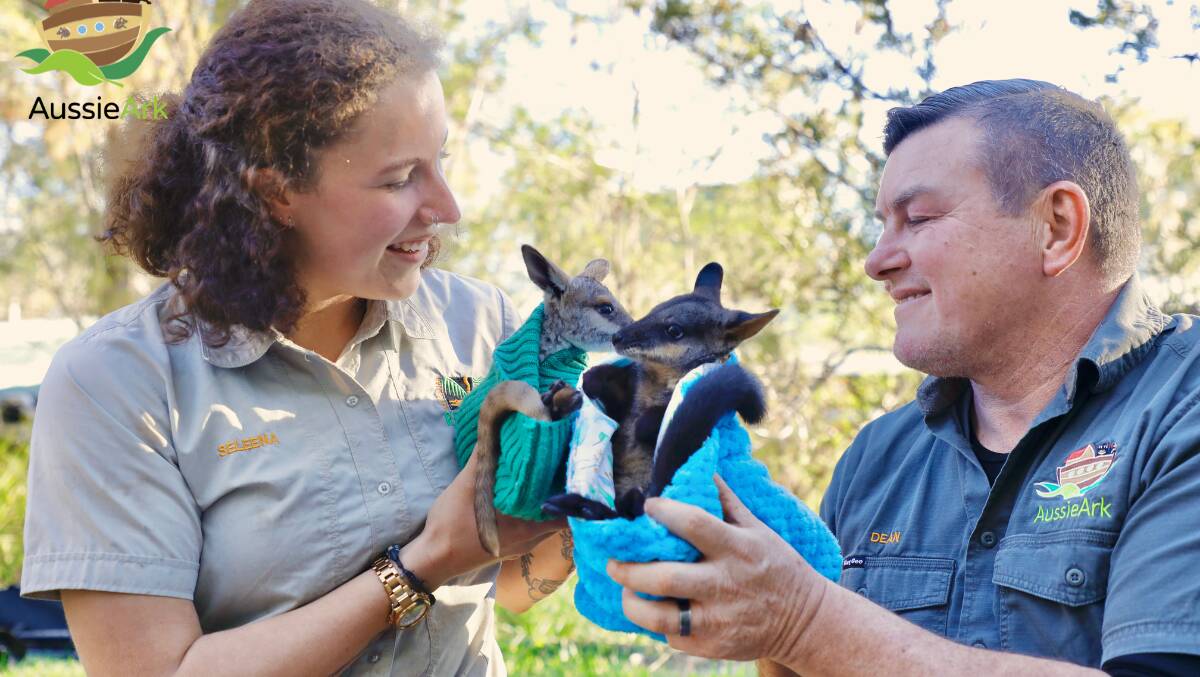 Aussie Ark operations manager, Dean Reid and keeper Seleena de Gelder from Australian Reptile Park with wallabies Matilda and Rocket. Photo supplied.
