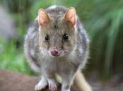 The eastern quolls are facing extinction. Picture supplied.