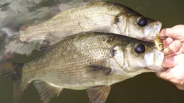 Annual closure of fishing for Australian bass and estuary perch in all NSW coastal rivers and estuaries commenceS on Wednesday, May 1. Picture courtesy DPI.
