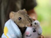 Pippin, the joey long-nosed potoroo, was in prime health. Picture supplied.