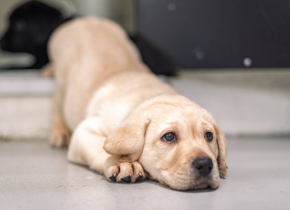 PAWGUST is a great time to reconnect with lonely pets while raising money for guide dogs. Image: supplied