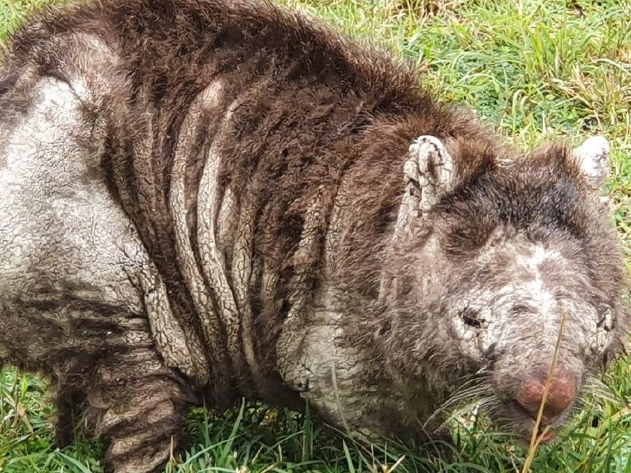 Wombat with mange. Picture supplied by WIRES.