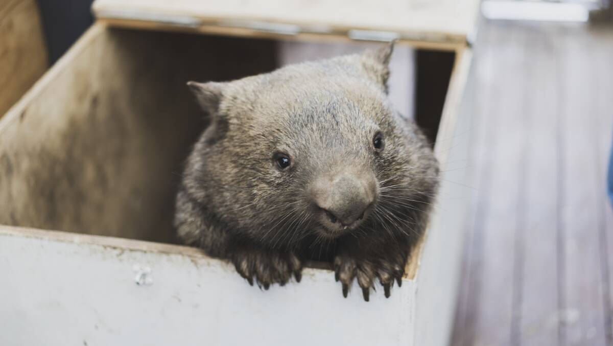 Rescued wombat in the ACT. Picture: Dion Georgopoulos 