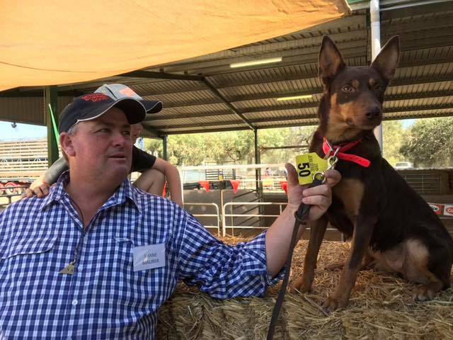 Record price: Eveready Possum bred by Shane Maurer, Getitdun Working Dogs, Milvale was sold for $25,000 at Jerilderie. Photo: Shane Maurer