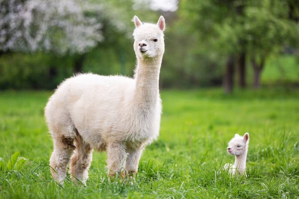 PERSONALITY PLUS: Soft and gentle, alpacas are intelligent and full of character. 