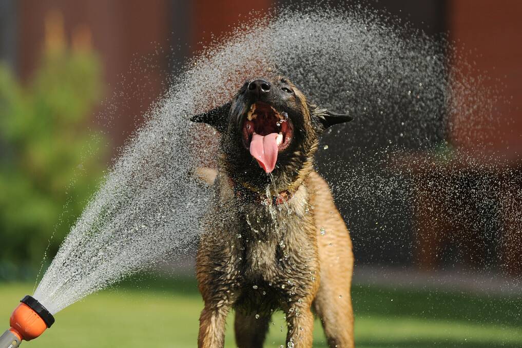 HEAT IS ON: As temperatures rise, we must be more aware than ever of keeping pets cool.