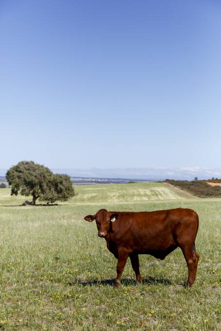 Harvest Road's property Koojan Downs where the State's largest cattle feedlot is to be built.