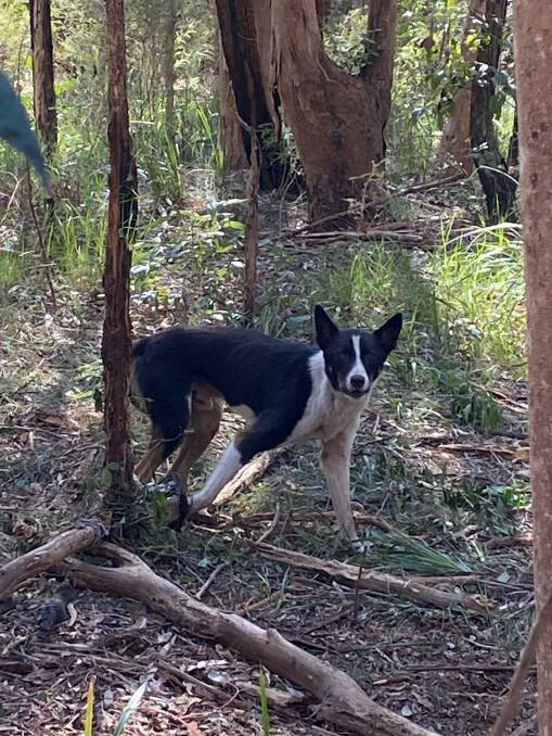 A dog trapped in the Yarratt-Goonook area. Photo supplied