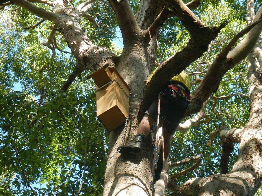 Professional tree climber Peter Hamilton installs large owl boxes in Smiths Lake.