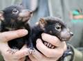 Tassie devil joeys are coming to Forster's Discovery Day. Picture by Aussie Ark