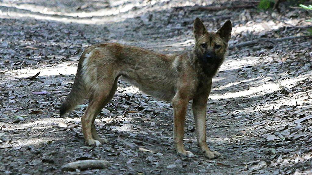 Landholders unite to tackle wild dog problem