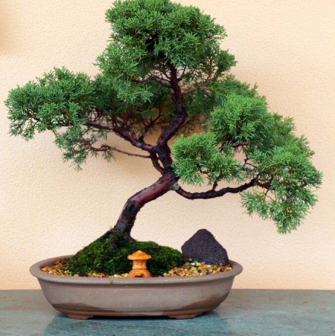 Displays: The Taree Pun-Jing Bonsai and Suiseki Club open day will be held on May 26 at Club Taree.
