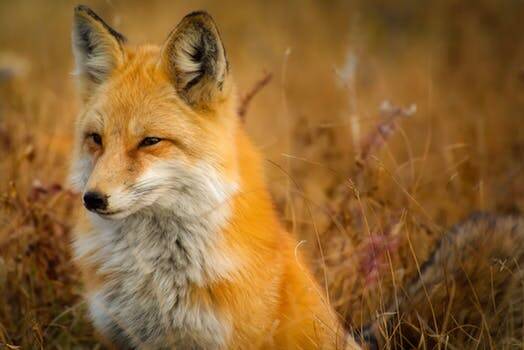 The red fox (European) will include strategic ground baiting, den fumigation, targeted strategic shooting and landholders to participate in co-ordinated control. Report foxes and dens and remove animal carcasses.
