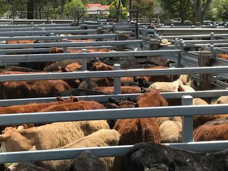 Monthly cattle sale.