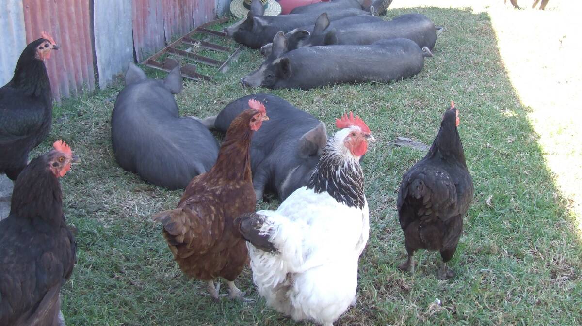 RELAXING: Chickens join the pigs at Hillside.