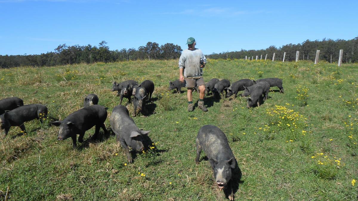 FREE RANGE: Colin Meehan checks on his Berkshire pigs at Hillside, Eungai Creek.