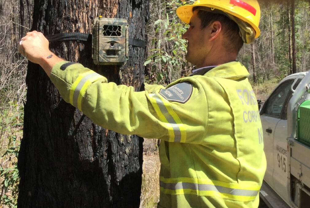 More hidden cameras are being installed in our forests to stop people lighting fires deliberately.