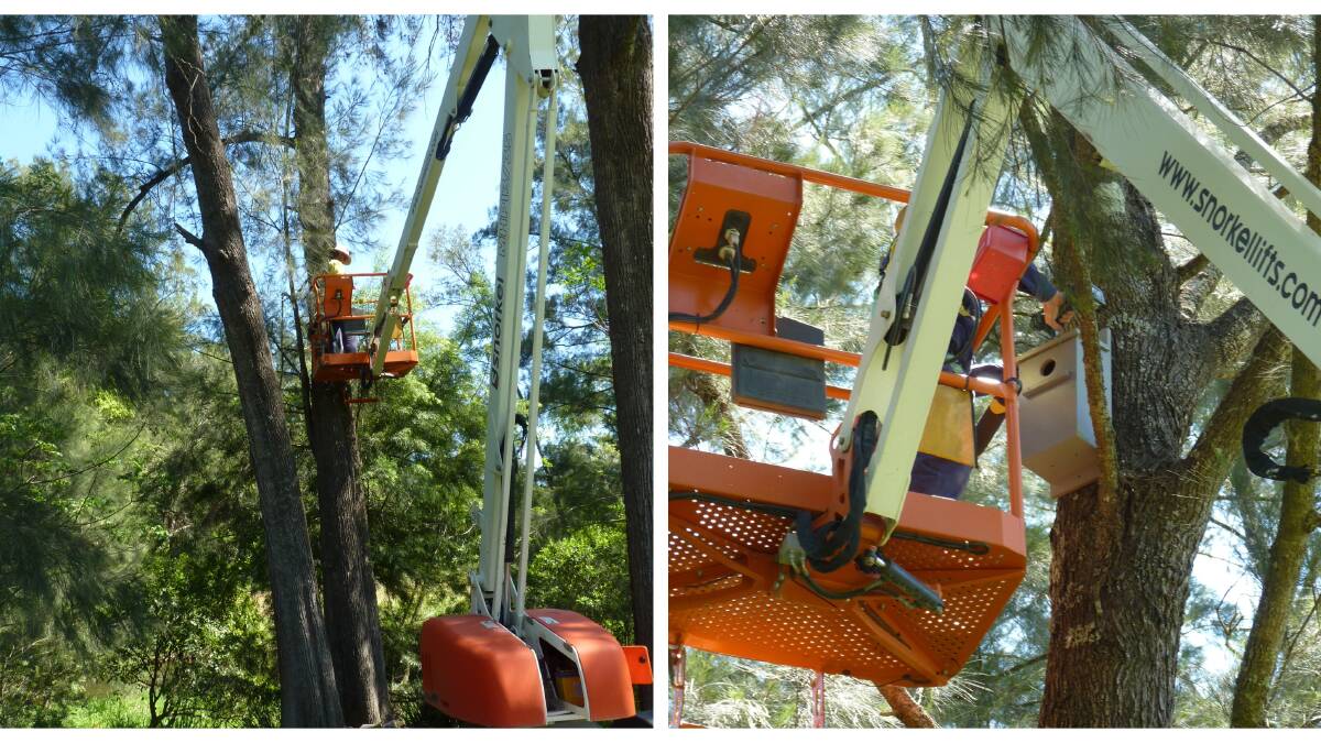 A cherry picker was used to help install the nesting boxes in Gloucester District Park. Photos supplied