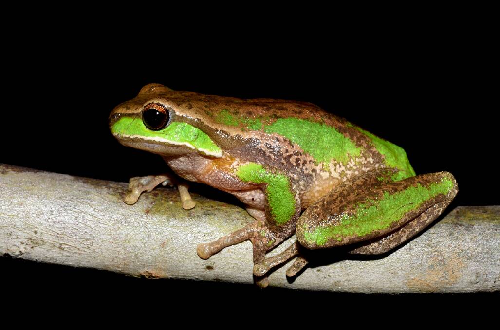 Davies' tree frog. Photo supplied by Dr Jodi Rowley