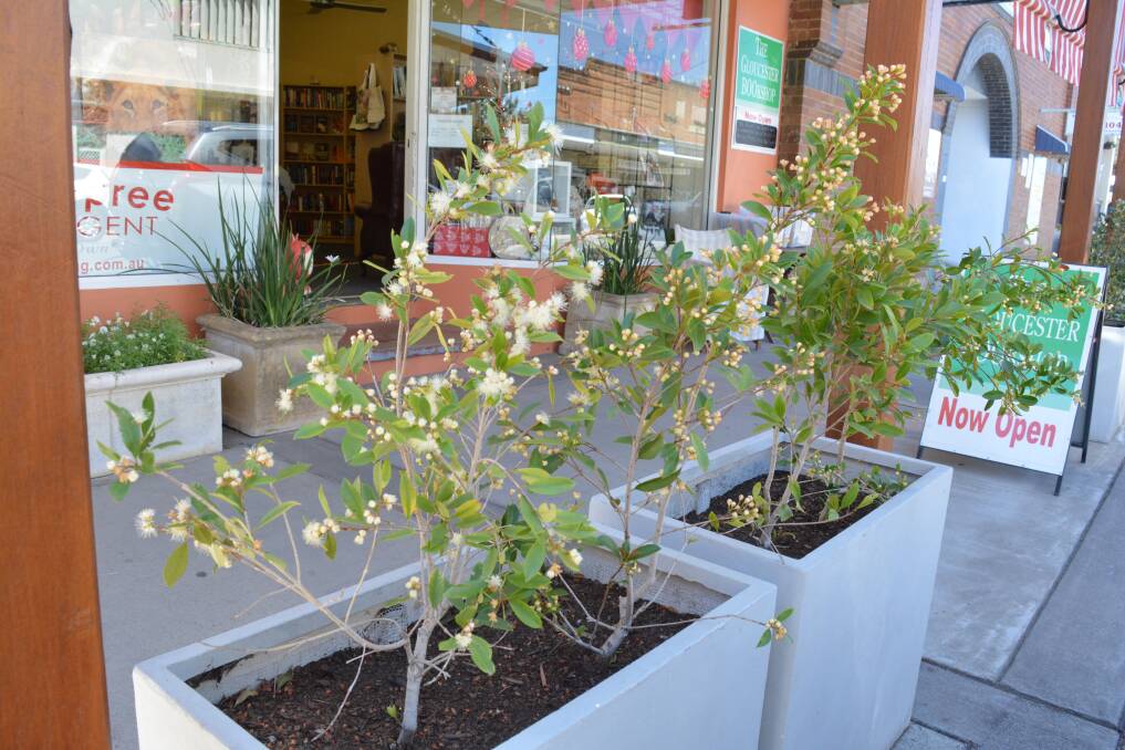 MidCoast Council has asked the Gloucester Bookshop to remove its planter boxes from the kerbside out front it the business on Church Street.