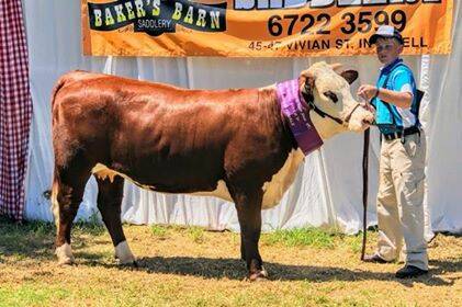 Julius Hollingsworth and his heifer Ashmar Maritana M020 at the Inverell Hereford Youth Heifer Show. Photo supplied