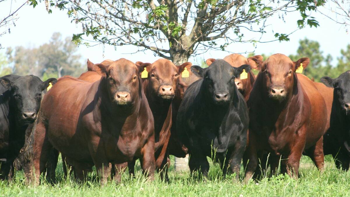 NSW DPI leading the development of a new genetics decision support tool to make it easier for livestock producers to choose the right bull. Photo supplied