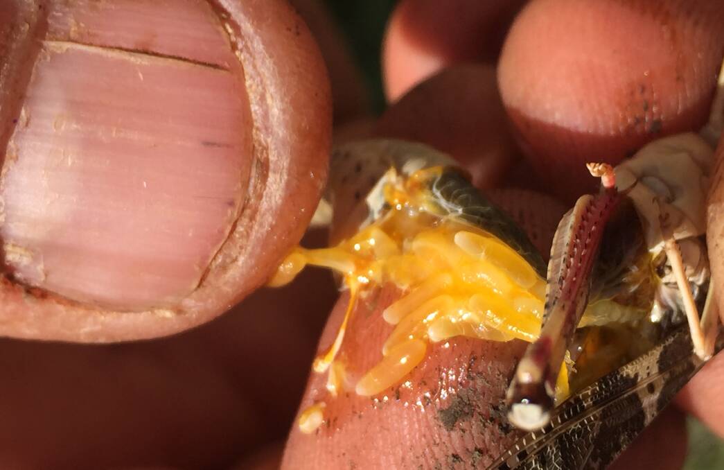 Australian Plague Locust and eggs. Photo supplied by Hunter Local land Services