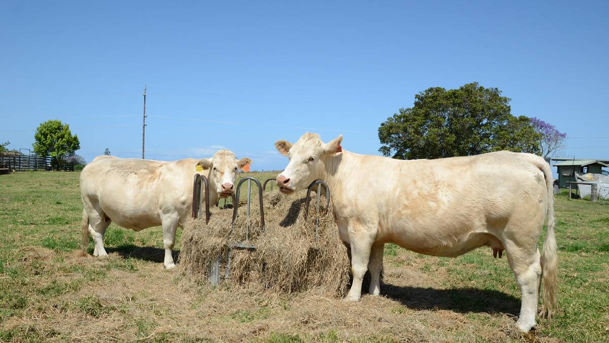 Livestock producers are being encouraged to review supplementary feeding. Photo courtesy of LLS
