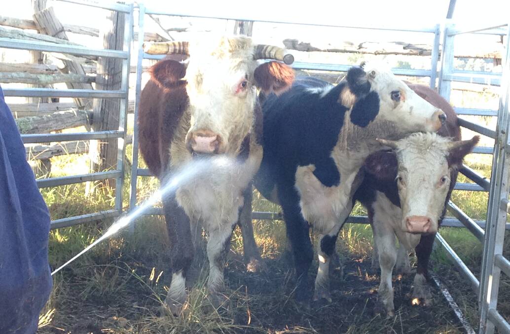 Cattle traced from a cattle tick infected property being treated on the Mid North Coast. Photo supplied.