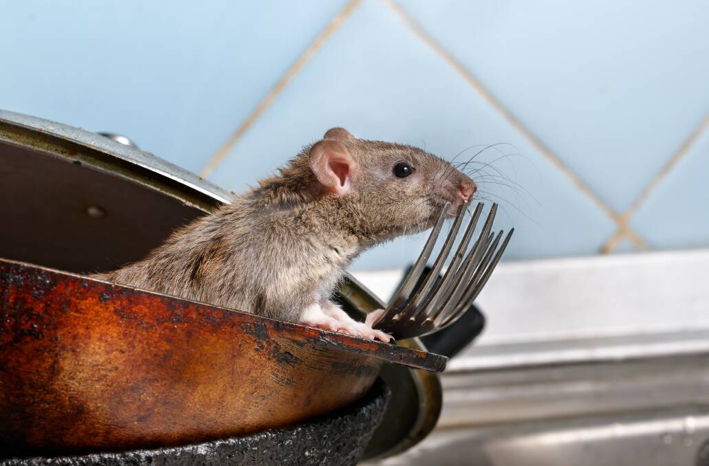 Beware of the increase in rats and mice due to the wet weather. Image Shutterstock