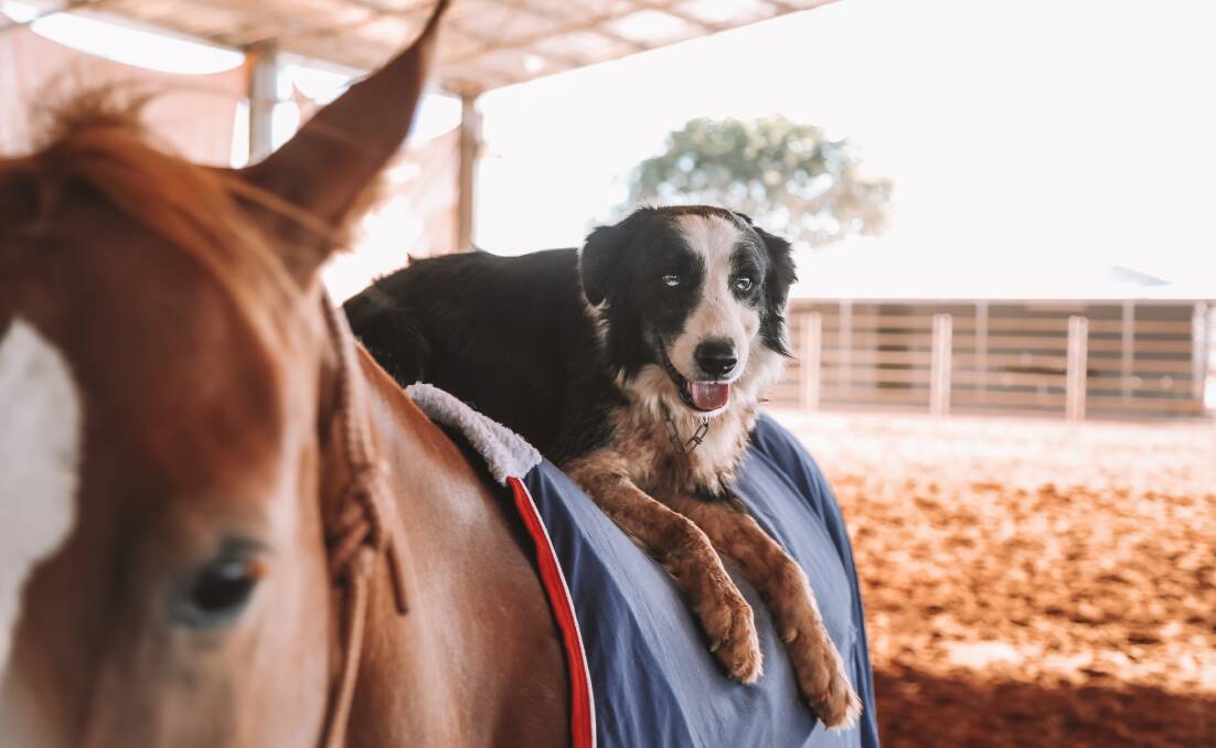 Tom Curtain with his horse and dog companions and his Katherine Outback Experience team are coming to Gloucester. Photo supplied