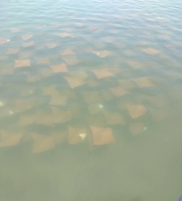 A fever of stingrays make their way to the jetty at Forster. Photo Christine Rasmussen