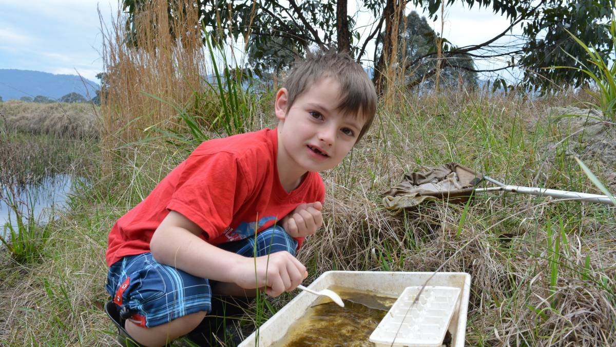 Six year old, Jed Lund from Bundook has a great time collecting the little creatures from the waters at last year's event. Photo. Anne Keen