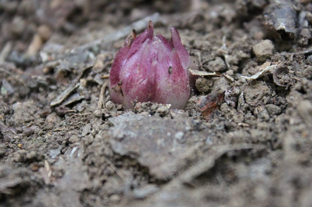 Eastern Australian Underground Orchid. Photo courtesy of the Office of Heritage and Environment