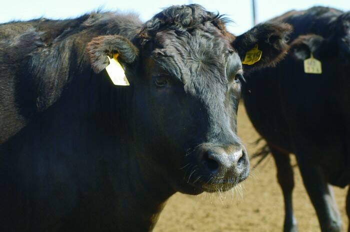 New technology for best beef Wagyu production