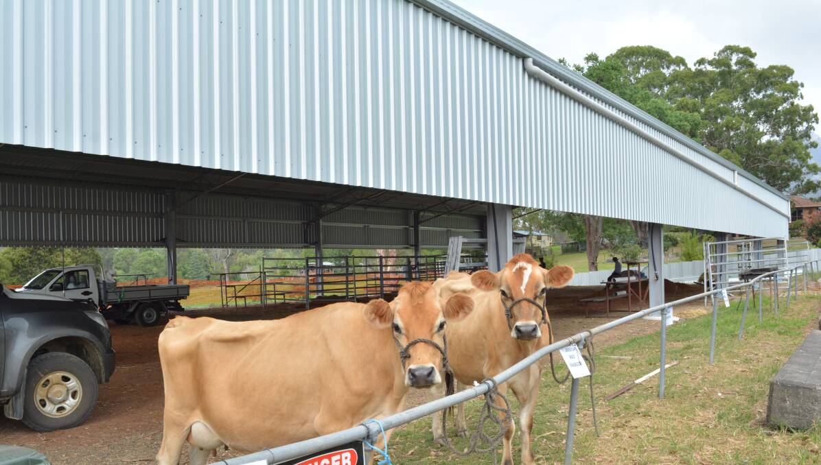 The new dairy shed at the Gloucester Showground is designed to be mutlipurpose for both cattle and people. 