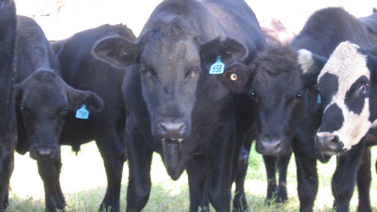 Cattle with thick saliva drool. Photo courtesy of Hunter Local Land Services