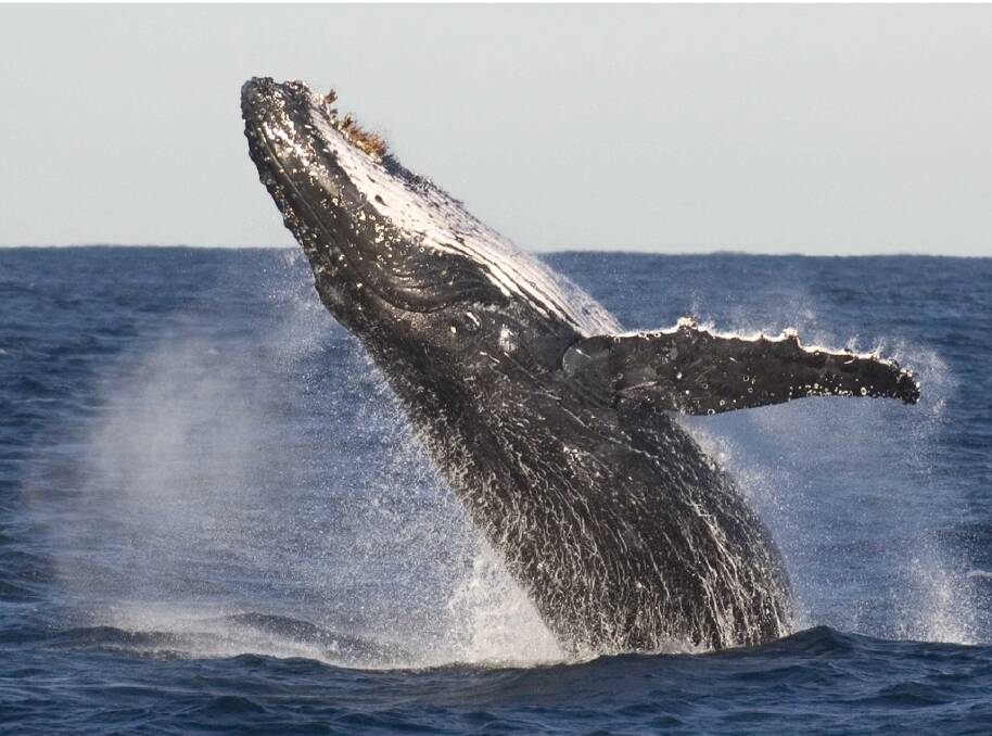 Humpback whales breaching. Photo by Ray Alley